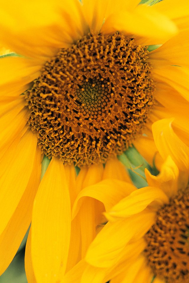 Обои цветы, подсолнухи, желтые, flowers, sunflowers, yellow разрешение 1920x1200 Загрузить
