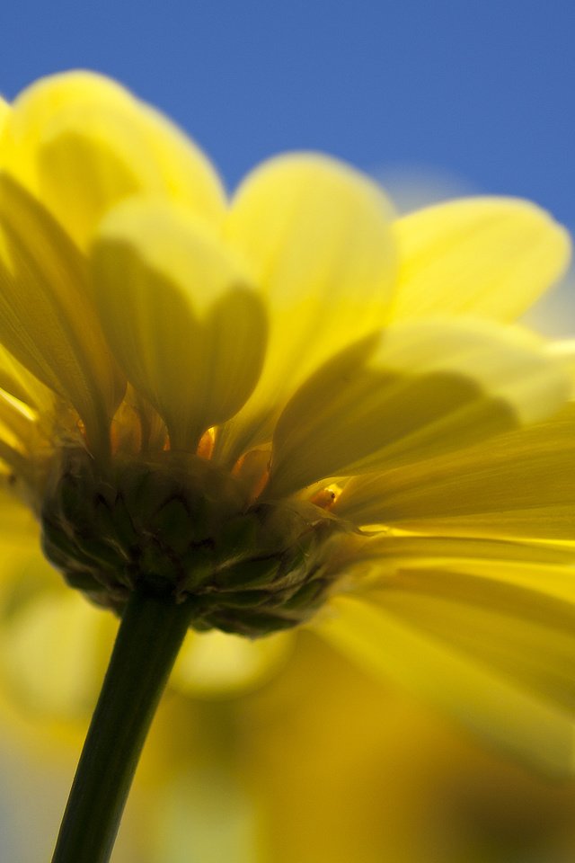 Обои природа, желтый, цветок, nature, yellow, flower разрешение 2560x1600 Загрузить