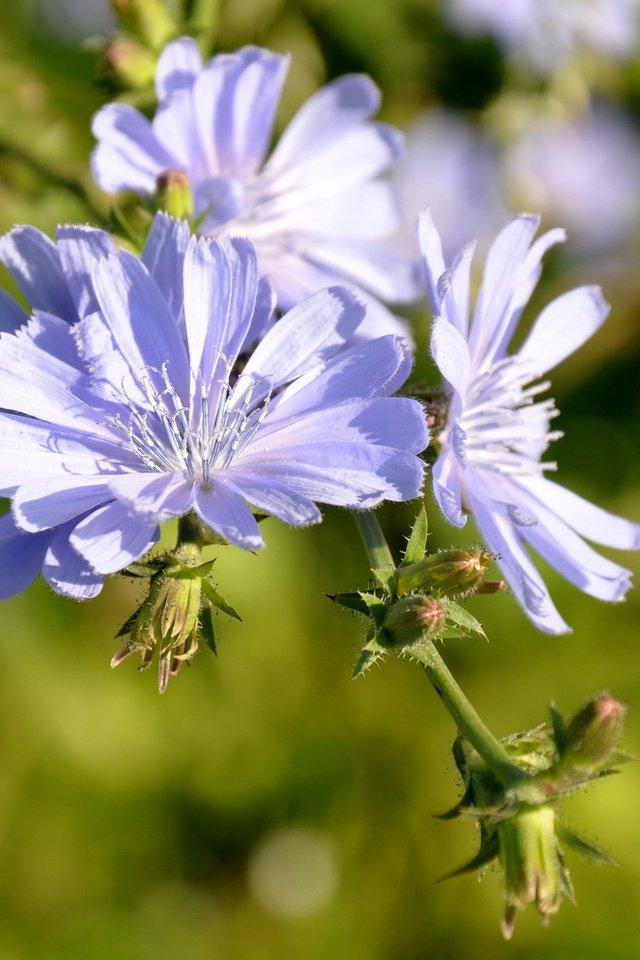 Обои цветы, лепестки, голубые, боке, цикорий, flowers, petals, blue, bokeh, chicory разрешение 1920x1440 Загрузить