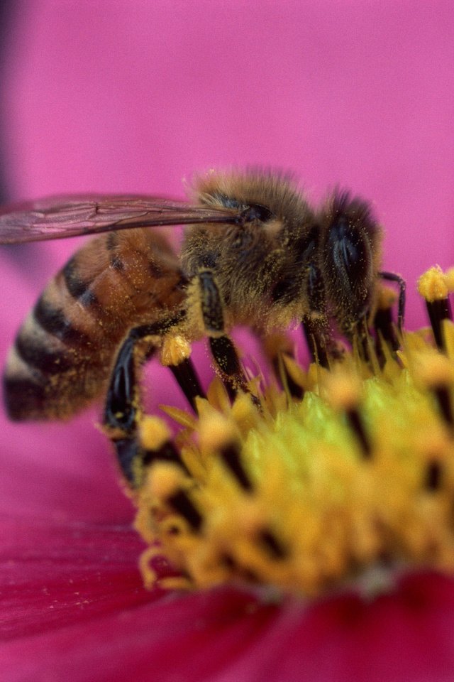Обои цветок, лепестки, насекомые, пчела, пыльца, flower, petals, insects, bee, pollen разрешение 2560x1920 Загрузить