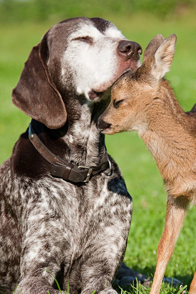 Обои собака, дружба, олененок, dog, friendship, fawn разрешение 1920x1080 Загрузить