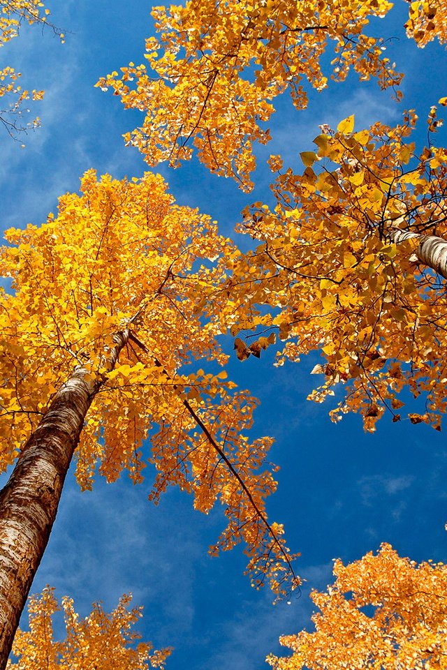 Обои небо, деревья, березы, осень, желтые листья, крона, вид снизу, the sky, trees, birch, autumn, yellow leaves, crown, bottom view разрешение 1920x1080 Загрузить