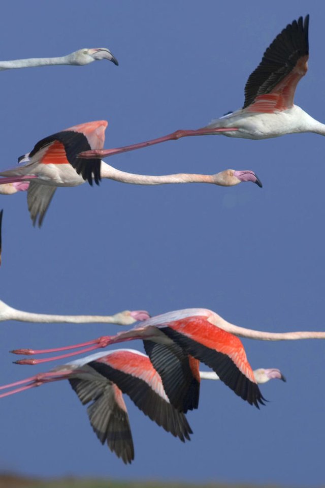 Обои фламинго, flamingo разрешение 1920x1080 Загрузить