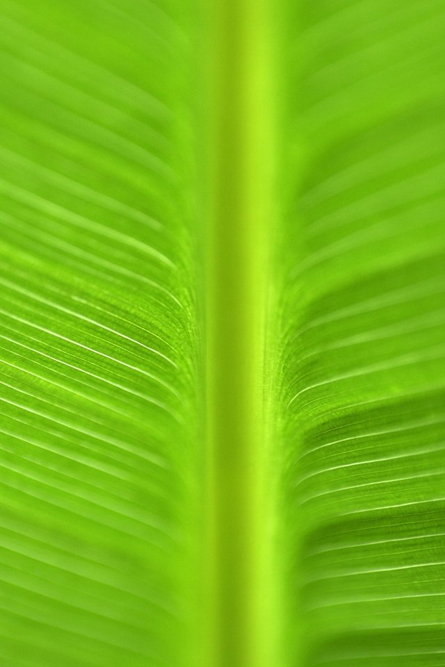 Обои текстура, зелёный, макро, цвет, лист, прожилки, зеленый лист, texture, green, macro, color, sheet, veins, green leaf разрешение 2560x1600 Загрузить