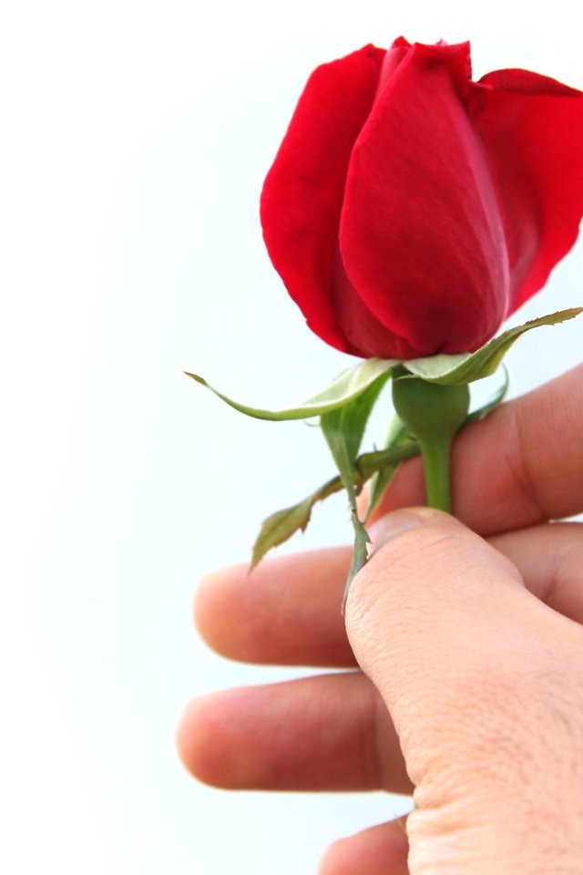 Обои роза, праздник, для любимой, rose, holiday, for the beloved разрешение 1920x1200 Загрузить