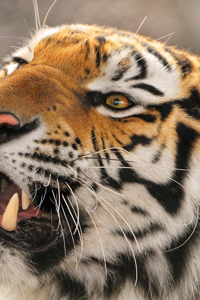 Обои тигр, морда, хищник, амурский тигр, оскал тигра, tiger, face, predator, the amur tiger, grin of a tiger разрешение 1920x1335 Загрузить