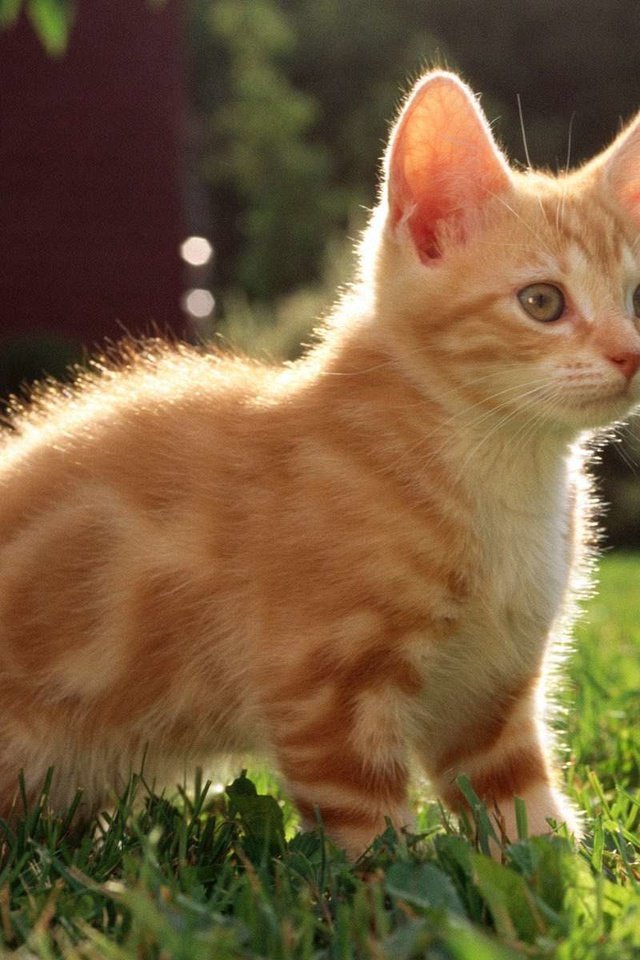 Обои трава, кот, мордочка, кошка, взгляд, котенок, рыжий, grass, cat, muzzle, look, kitty, red разрешение 1920x1200 Загрузить