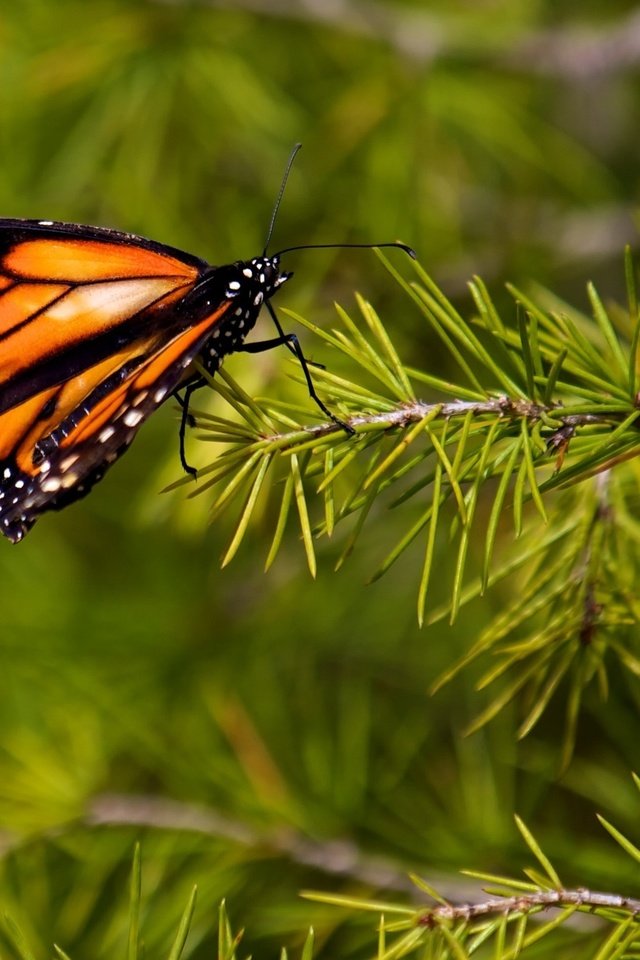 Обои природа, хвоя, насекомое, ветки, бабочка, крылья, монарх, nature, needles, insect, branches, butterfly, wings, monarch разрешение 2560x1600 Загрузить