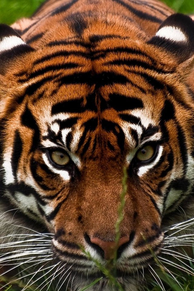 Обои тигр, морда, трава, взгляд, хищник, большая кошка, охота, tiger, face, grass, look, predator, big cat, hunting разрешение 1920x1200 Загрузить