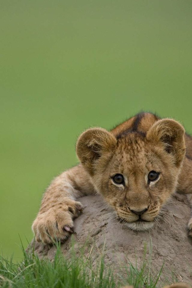 Обои лев, львёнок, детеныш, leo, lion, cub разрешение 1920x1200 Загрузить