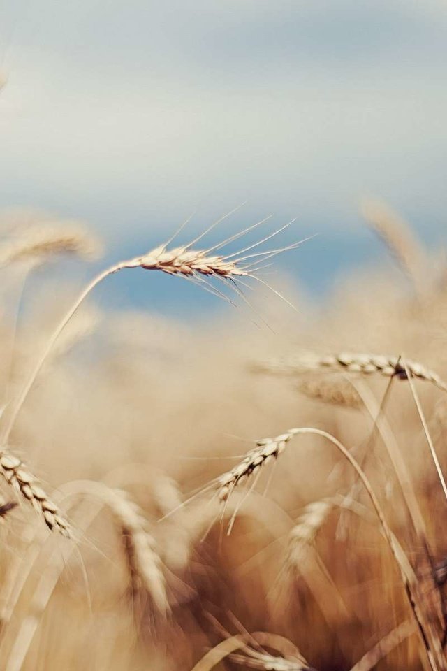 Обои небо, поле, лето, колосья, пшеница, злаки, the sky, field, summer, ears, wheat, cereals разрешение 1920x1200 Загрузить