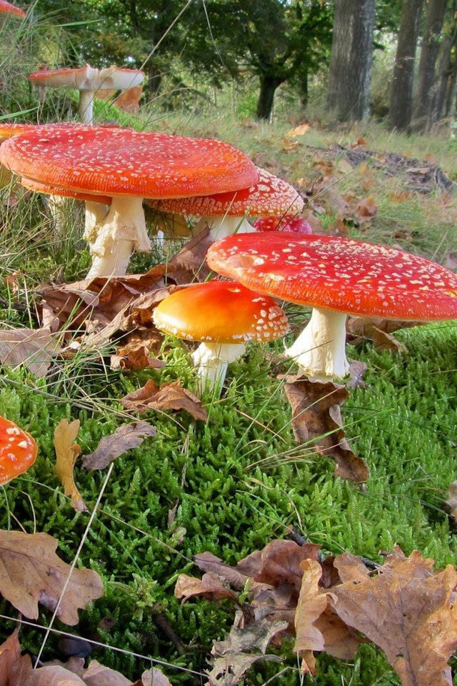 Обои трава, лес, листья, макро, грибы, мухоморы, grass, forest, leaves, macro, mushrooms, amanita разрешение 1920x1200 Загрузить