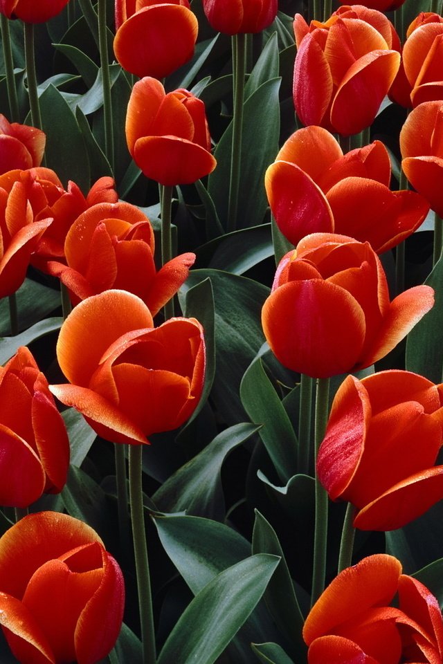 Обои цветы, бутоны, лепестки, красные, тюльпаны, flowers, buds, petals, red, tulips разрешение 1920x1080 Загрузить