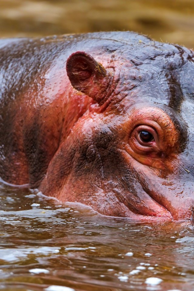 Обои морда, вода, бегемот, face, water, hippo разрешение 4256x2832 Загрузить