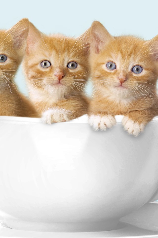 Обои кружка, кошки, котята, рыжие, котята в кружке, mug, cats, kittens, red, kittens in a mug разрешение 1920x1080 Загрузить