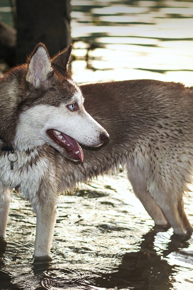 Обои вода, собака, хаски, волк, хаска, water, dog, husky, wolf разрешение 2560x1600 Загрузить