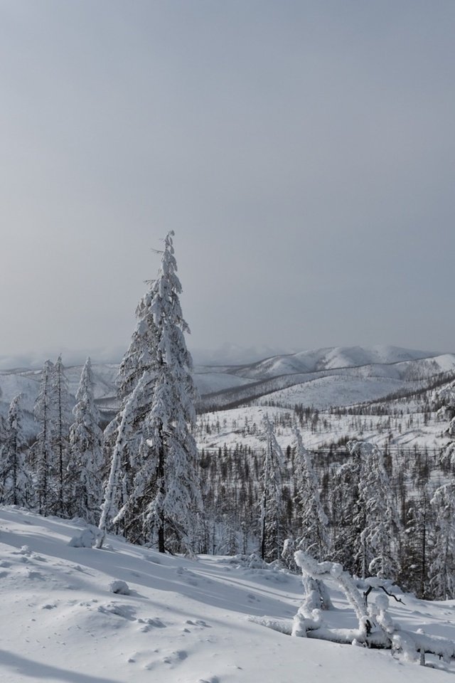 Обои деревья, горы, снег, лес, зима, пейзаж, ели, trees, mountains, snow, forest, winter, landscape, ate разрешение 1920x1200 Загрузить