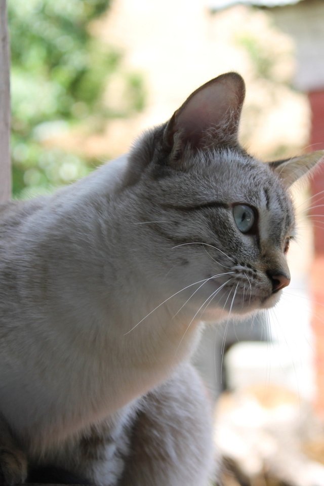 Обои кот, кошка, серый, улица, сидит, окно, любопытство, cat, grey, street, sitting, window, curiosity разрешение 1920x1200 Загрузить