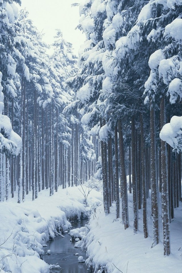 Обои деревья, снег, лес, зима, ручей, сосны, сугробы, хвойные, trees, snow, forest, winter, stream, pine, the snow, coniferous разрешение 1920x1080 Загрузить