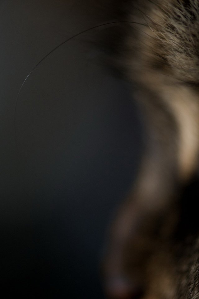 Обои макро, кот, шерсть, кошка, темный фон, глаз, котэ, macro, cat, wool, the dark background, eyes, kote разрешение 1920x1200 Загрузить
