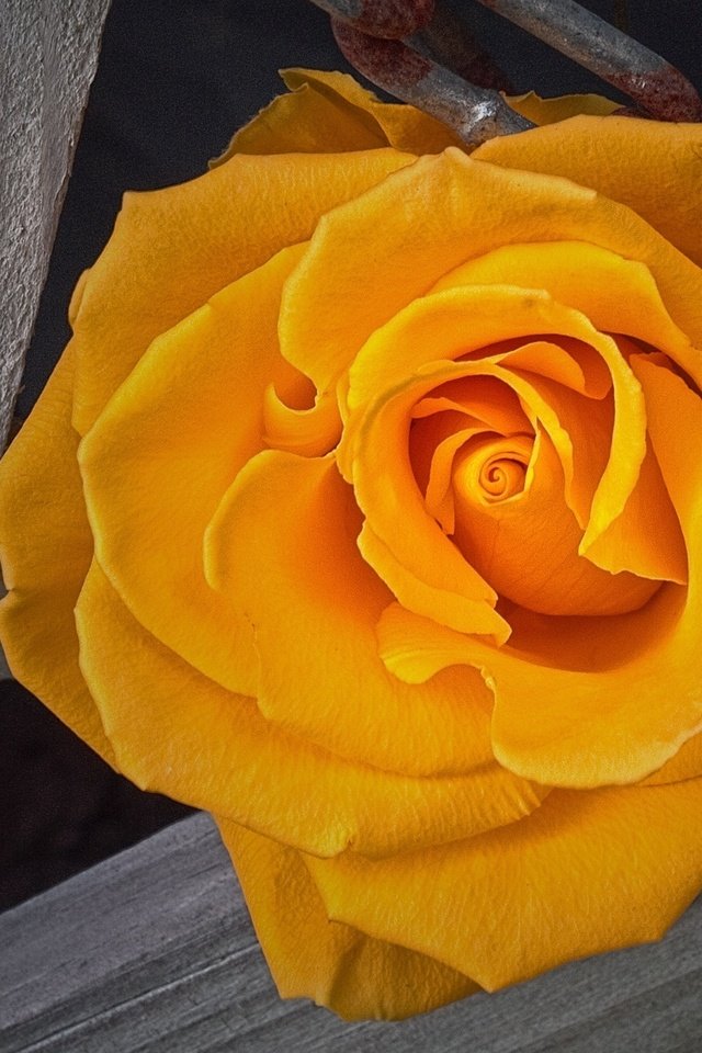 Обои роза, жёлтая, rose, yellow разрешение 2560x1440 Загрузить