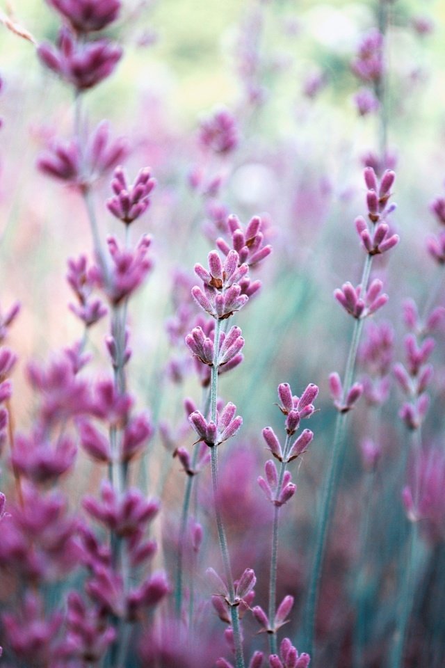 Обои цветы, природа, поле, лаванда, размытость, сиреневые, flowers, nature, field, lavender, blur, lilac разрешение 2880x1800 Загрузить