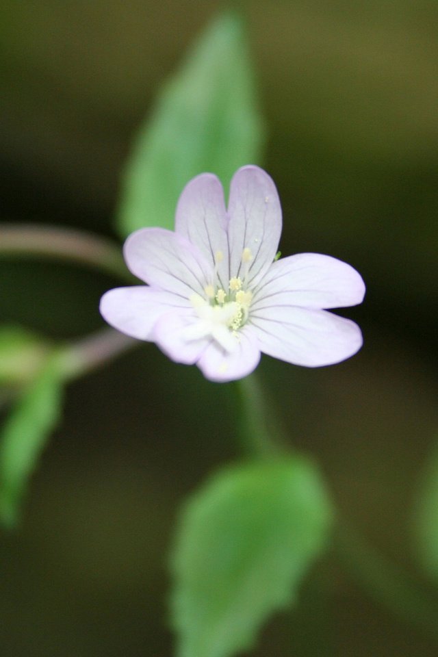 Обои зелень, цветок, лепестки, крупный план, cvety, makro, fotografii, леспестки, greens, flower, petals, close-up, lepestki разрешение 1920x1200 Загрузить