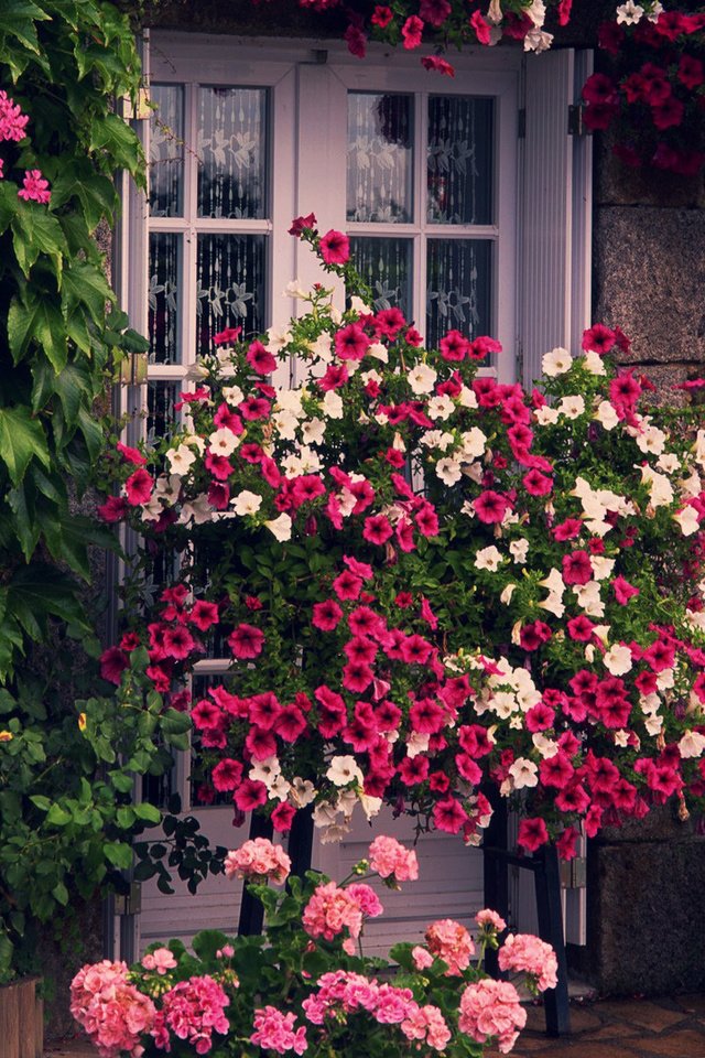 Обои цветы, зелень, стена, дверь, дом, cvety, zelen, stena, dom, dver, flowers, greens, wall, the door, house разрешение 1920x1080 Загрузить