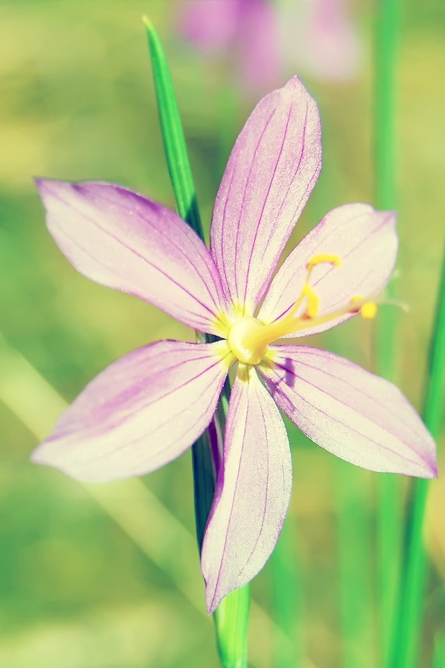 Обои цветы, зелень, макро, лепесток, стебель, makro, zelen, lepestok, stebl, flowers, greens, macro, petal, stem разрешение 2560x1600 Загрузить