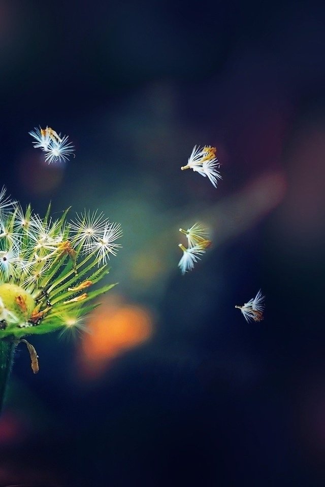 Обои вид, одуванчик, пух, view, dandelion, fluff разрешение 1920x1080 Загрузить