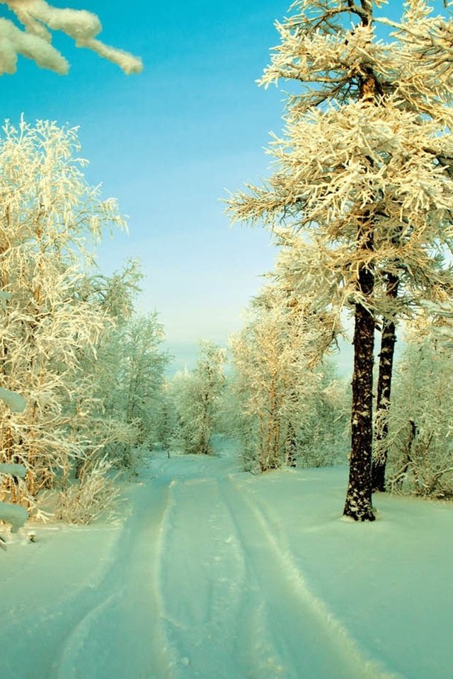 Обои небо, дорога, снег, дерево, лес, зима, иней, заснеженные деревья, the sky, road, snow, tree, forest, winter, frost, snow covered trees разрешение 2560x1600 Загрузить