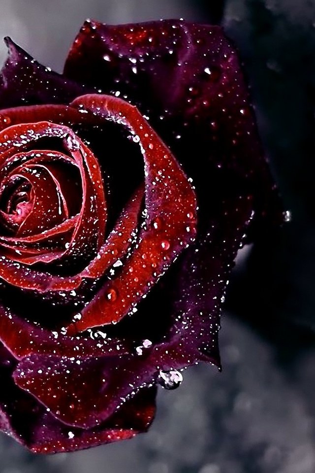 Обои роса, cvetok, kapli, roza, rosa разрешение 1920x1352 Загрузить