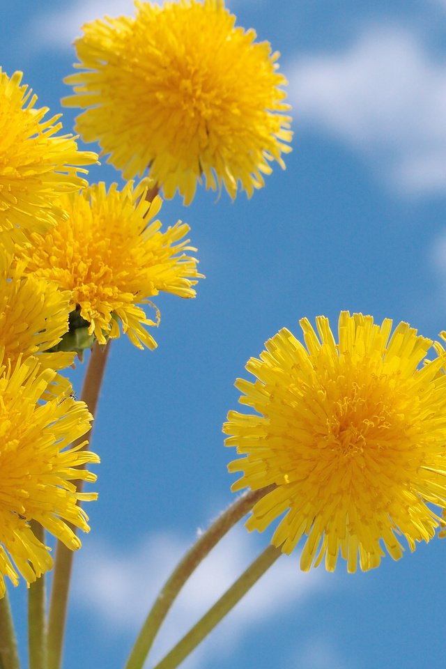 Обои небо, желтый, весна, одуванчик, голубое, nebo, zheltye, oduvanchiki, the sky, yellow, spring, dandelion, blue разрешение 2560x1920 Загрузить