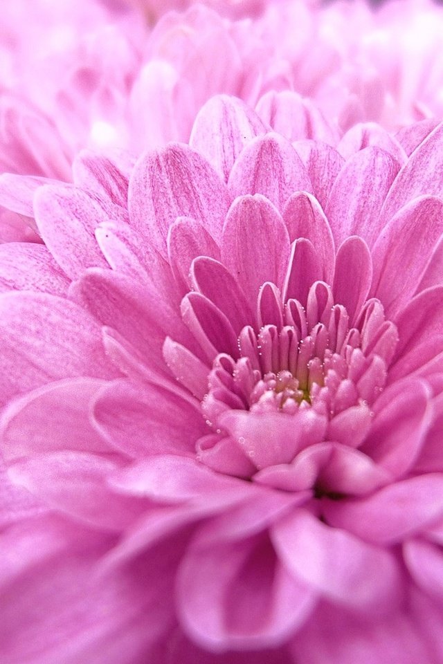 Обои цветы, макро, розовые, георгины, flowers, macro, pink, dahlias разрешение 1920x1080 Загрузить
