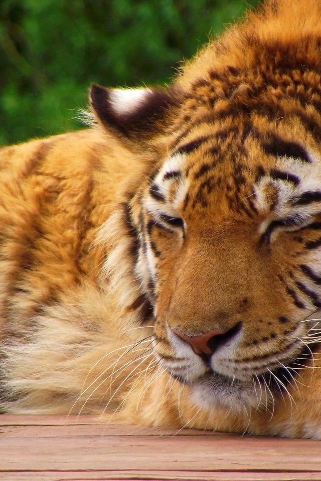 Обои тигр, морда, лапы, лежит, спит, хищник, tiger, face, paws, lies, sleeping, predator разрешение 1920x1200 Загрузить