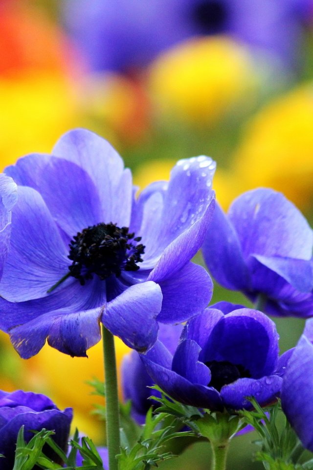 Обои цветы, макро, лето, сад, синие, яркие, анемоны, flowers, macro, summer, garden, blue, bright, anemones разрешение 2560x1600 Загрузить