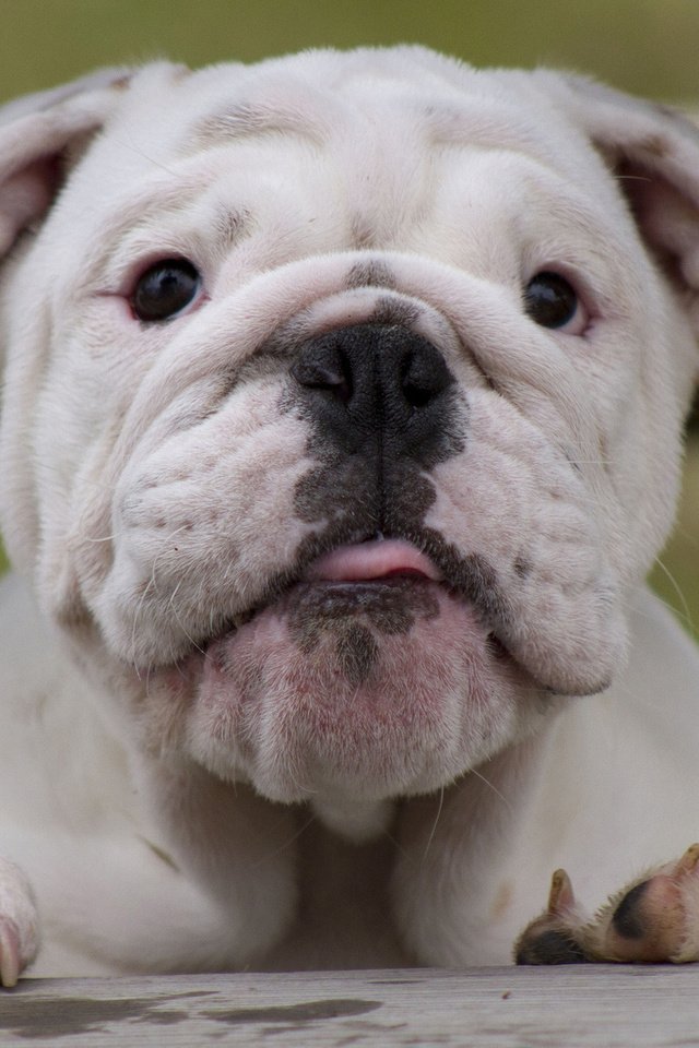 Обои морда, взгляд, белый, собака, щенок, английский бульдог, face, look, white, dog, puppy, english bulldog разрешение 1920x1200 Загрузить