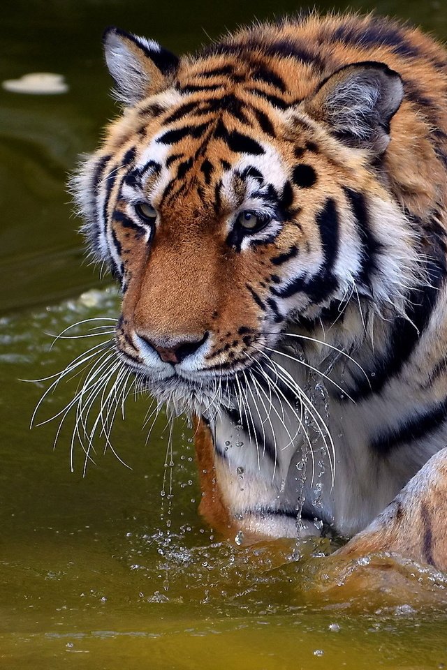 Обои тигр, вода, хищник, купание, дикая кошка, tiger, water, predator, bathing, wild cat разрешение 1920x1200 Загрузить