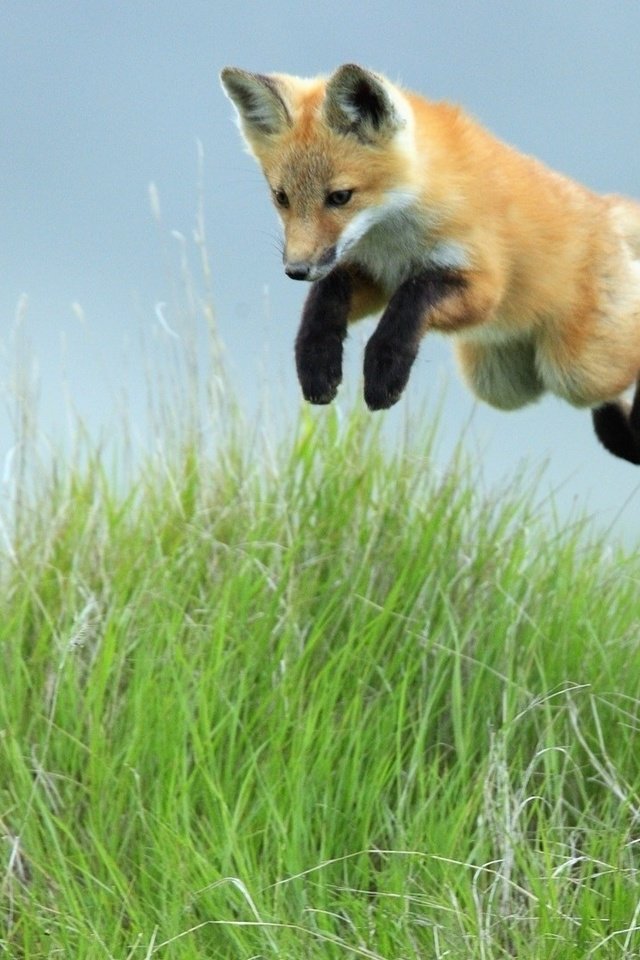 Обои небо, трава, прыжок, лиса, лисица, the sky, grass, jump, fox разрешение 1920x1080 Загрузить
