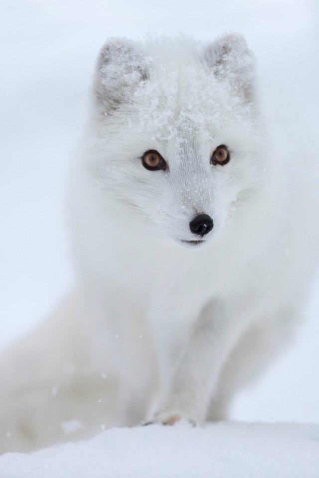 Обои снег, мордочка, взгляд, песец, полярная лисица, snow, muzzle, look, fox, polar fox разрешение 2048x1427 Загрузить