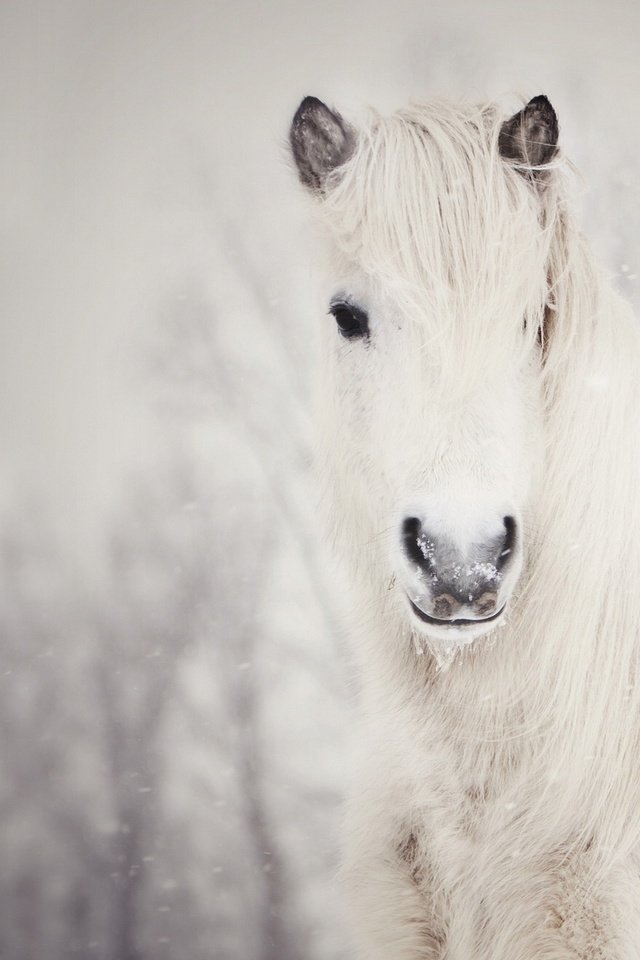 Обои лошадь, снег, зима, конь, грива, белая, horse, snow, winter, mane, white разрешение 1920x1238 Загрузить