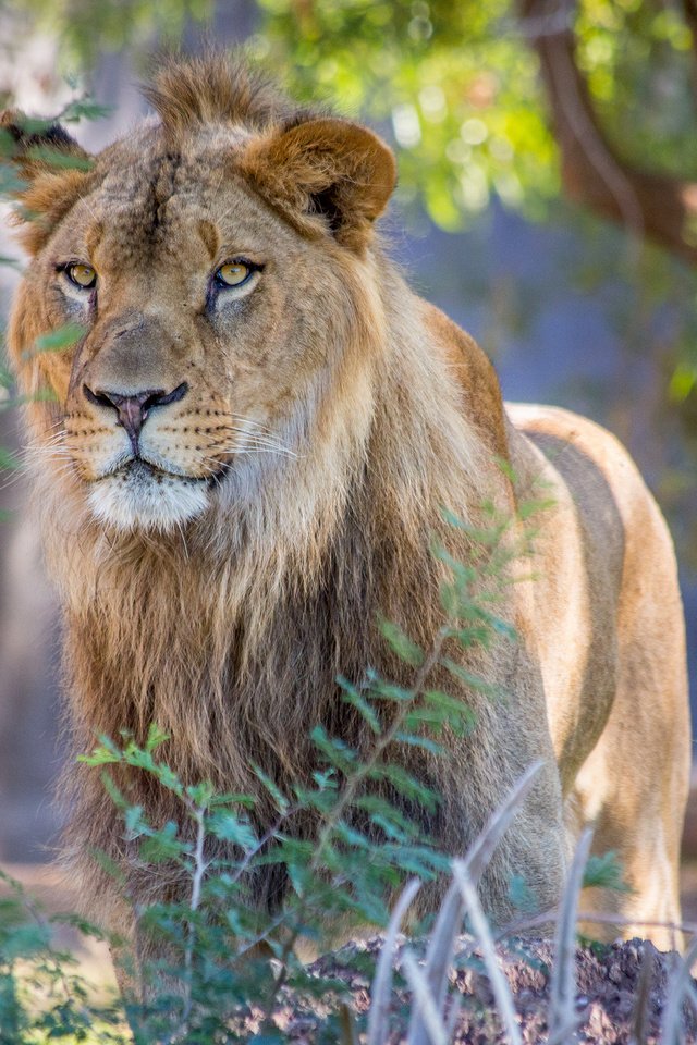 Обои морда, природа, взгляд, хищник, лев, face, nature, look, predator, leo разрешение 2048x1365 Загрузить