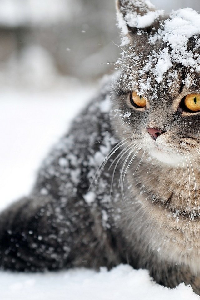 Обои снег, зима, кот, кошка, полосатик, snow, winter, cat, pinstripes разрешение 1920x1080 Загрузить