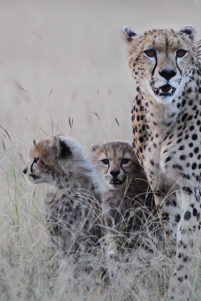 Обои природа, хищник, котята, гепард, гепарды, nature, predator, kittens, cheetah, cheetahs разрешение 2560x1600 Загрузить
