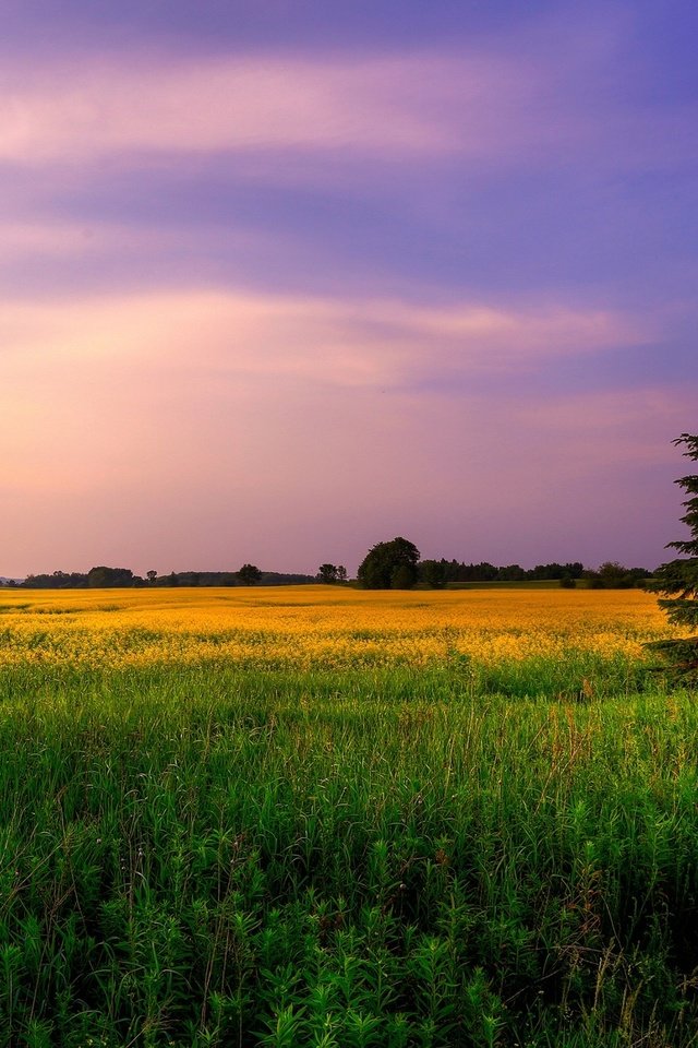 Обои небо, цветы, трава, деревья, природа, закат, поле, ели, the sky, flowers, grass, trees, nature, sunset, field, ate разрешение 2560x1600 Загрузить