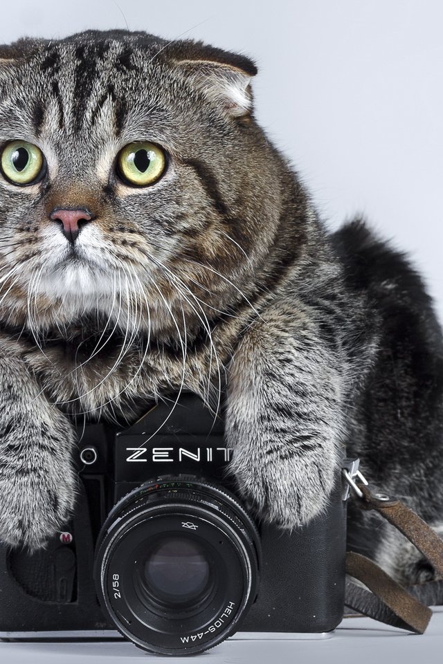 Обои кот, кошка, фотоаппарат, зенит, камера, полосатый, cat, the camera, zenit, camera, striped разрешение 2560x1600 Загрузить