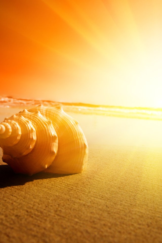 Обои солнце, песок, пляж, раковина, the sun, sand, beach, sink разрешение 3872x2592 Загрузить