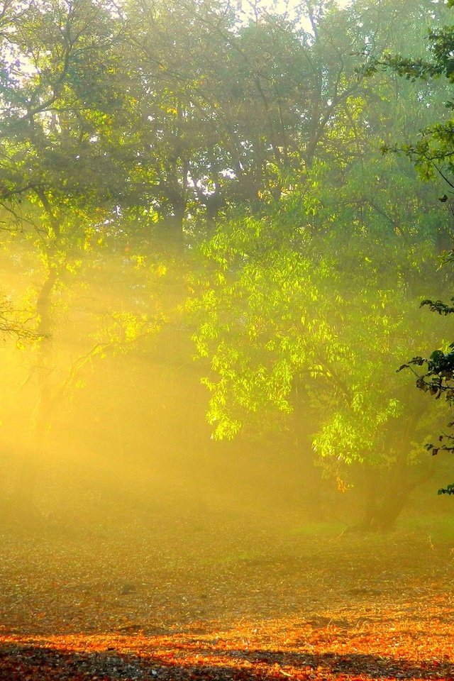 Обои солнце, лес, the sun, forest разрешение 2560x1440 Загрузить