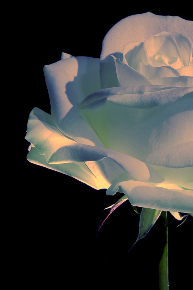 Обои роза, прекрасный цветок, rose, beautiful flower разрешение 2560x1600 Загрузить