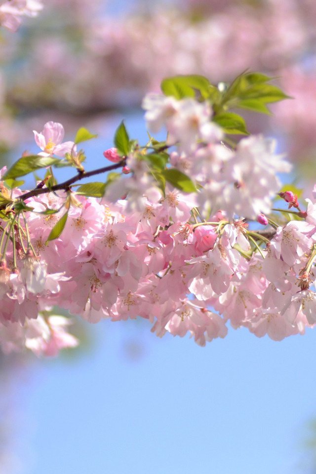 Обои небо, цветы, ветка, цветение, весна, вишня, the sky, flowers, branch, flowering, spring, cherry разрешение 1920x1200 Загрузить